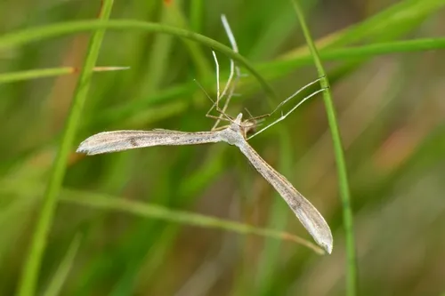 Dowdy Plume Moth - photo 7