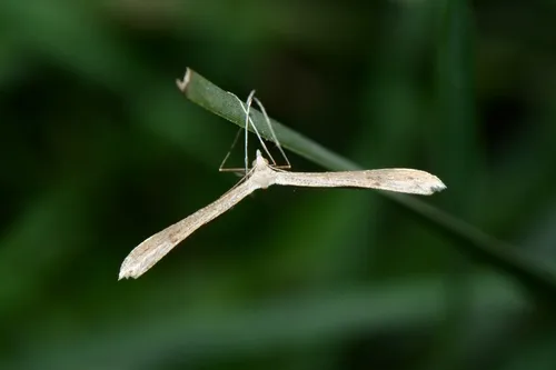 Dowdy Plume Moth - photo 8