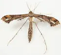 Snapdragon Plume Moth - Hodges#6123