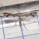Snapdragon Plume Moth - Hodges#6123 - photo 2