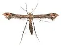 Snapdragon Plume Moth - Hodges#6123 - photo 3