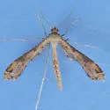 Sweet Broom Plume Moth - Hodges#6122