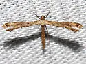 Sweet Broom Plume Moth - Hodges#6122 - photo 2
