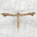 Sweet Broom Plume Moth - Hodges#6122 - photo 3