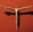 Sweet Broom Plume Moth - Hodges#6122 - photo 4