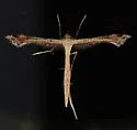 Sweet Broom Plume Moth - Hodges#6122 - photo 5