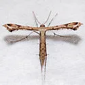 Sri Lanka Plume Moth - Hodges#6121.1