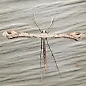 Sri Lanka Plume Moth - Hodges#6121.1 - photo 2