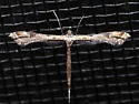 Sri Lanka Plume Moth - Hodges#6121.1 - photo 3
