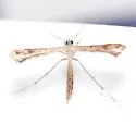 Sri Lanka Plume Moth - Hodges#6121.1 - photo 4