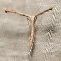 Sri Lanka Plume Moth - Hodges#6121.1 - photo 5