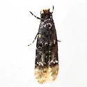 Stenoptinea auriferella - Hodges#0296 - Stenoptinea auriferella
