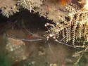 Banded Coral Shrimp