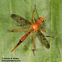 Stenopyrgota mexicana