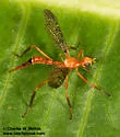 Stenopyrgota mexicana - photo 2