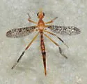 Stenopyrgota mexicana - photo 3