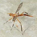 Stenopyrgota mexicana - photo 4