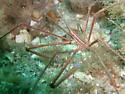 Yellowline Arrow Crab