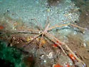 Yellowline Arrow Crab - photo 2