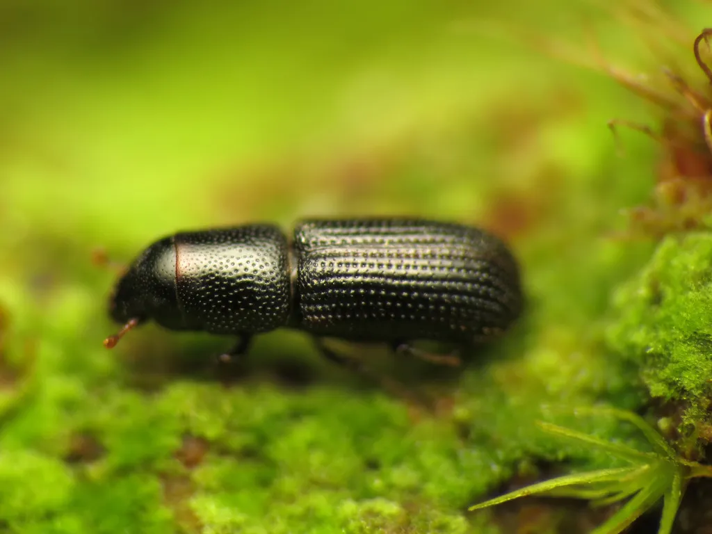 Stenoscelis andersoni - photo 2