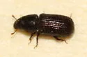 Stenoscelis brevis