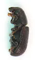 Stenoscelis brevis - photo 3