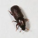 Stenoscelis brevis - photo 4