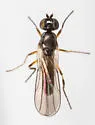 Stenoscinis longipes