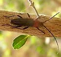 Stenosphenus dolosus