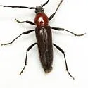 Stenosphenus dolosus - photo 2