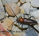 Stenosphenus dolosus - photo 3