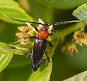 Stenosphenus dolosus - photo 4