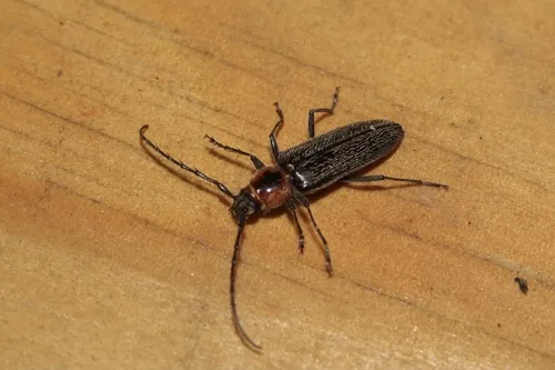 Stenosphenus notatus