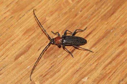 Stenosphenus notatus - photo 2
