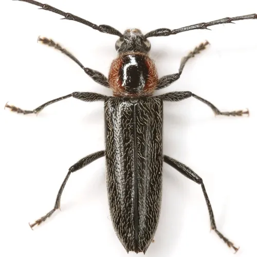 Stenosphenus notatus - photo 3