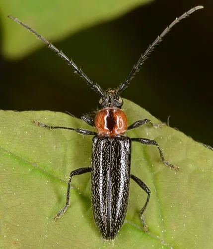 Stenosphenus notatus - photo 4