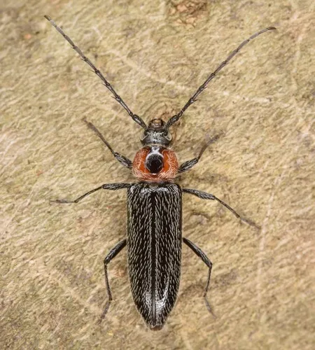 Stenosphenus notatus - photo 6