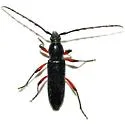 Stenosphenus sobrius