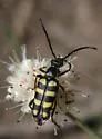 Stenostrophia amabilis
