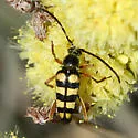 Stenostrophia tribalteata