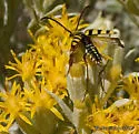 Stenostrophia tribalteata - photo 2