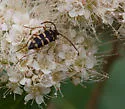 Stenostrophia tribalteata - photo 3