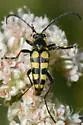 Stenostrophia tribalteata - photo 4