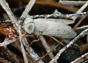 Stenotabanus psammophilus - photo 2