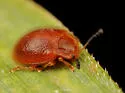 Stenotarsus blatchleyi