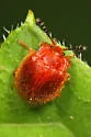 Stenotarsus blatchleyi - photo 2