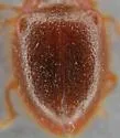 Stenotarsus blatchleyi - photo 3