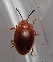 Stenotarsus blatchleyi - photo 4