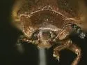 Stenotarsus blatchleyi - photo 5