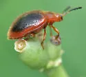 Stenotarsus hispidus - photo 2